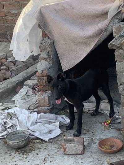 Doberman pure nasal male 5 month age ear cropping
