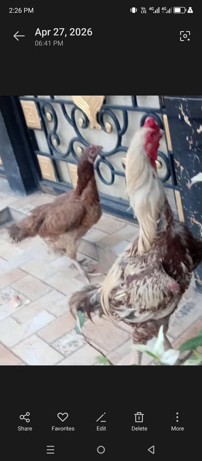aseel pair