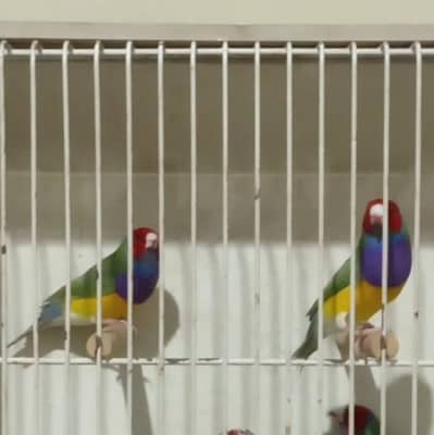 Exhibition Gouldian dilute males