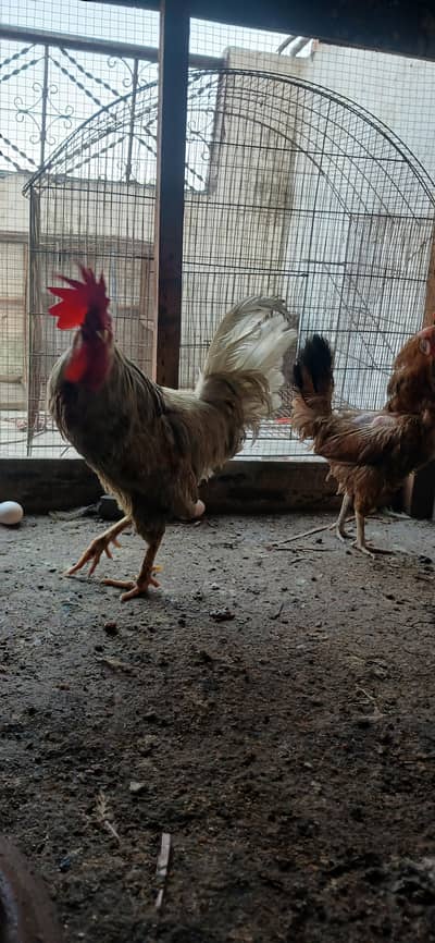 3 mens 1 cock 3no murghian 100% Andy/eggs deti hn.