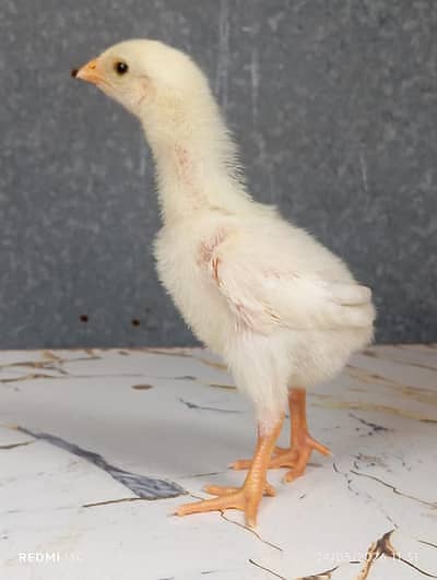 aseel shamo | shamo | white shamo | german shamo |king size |chicks