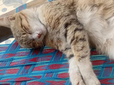 home pet trained cat