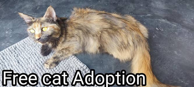 Persian Kittens | Cat | White Persian Cat | Pure Persian kitten 50%Off