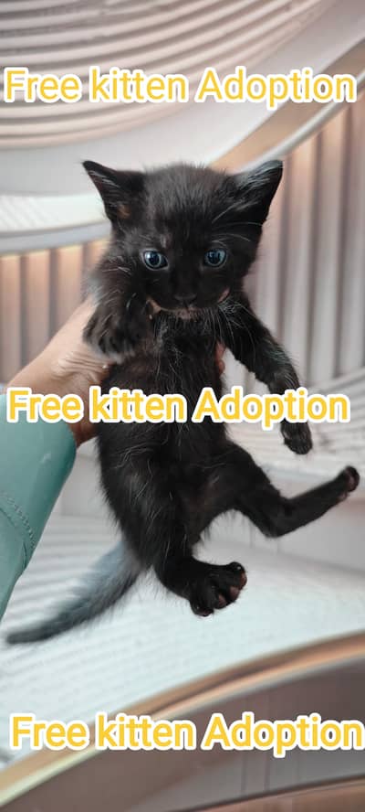 Persian Kittens | Cat |  cat & kittens