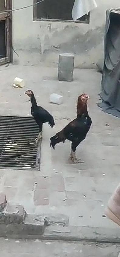 Thai breed with Pakistani cross