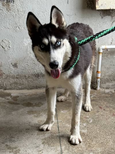 Husky 7 months