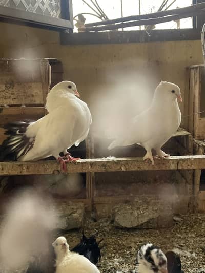 Swing Neck Lucky Peigon Breeder Pair