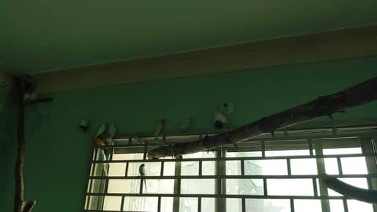 love birds to sell
