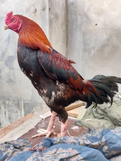 Pure Breed Aseel