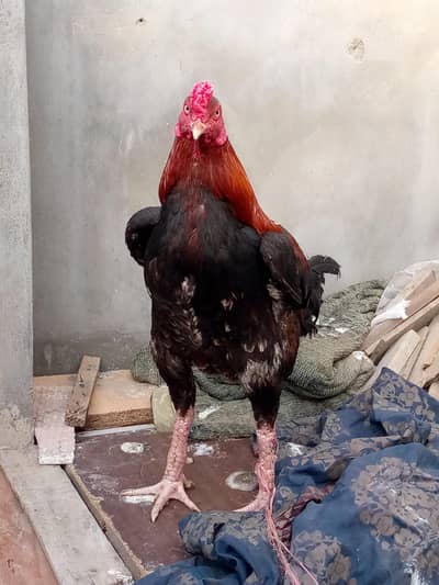 Pure Breed Aseel, and Creamino lovebirds parrot