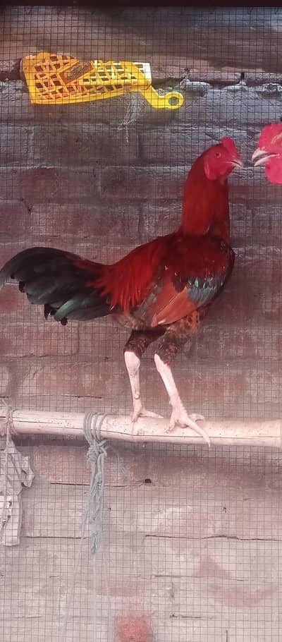 Aseel patha for sale