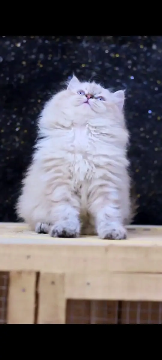 Cats | Billi | Triple coat kittens | Persian Kittens | Kitty | Persian — photo 7