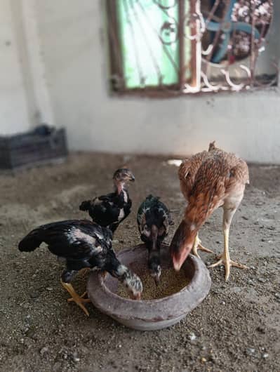 pure Aseel chicks