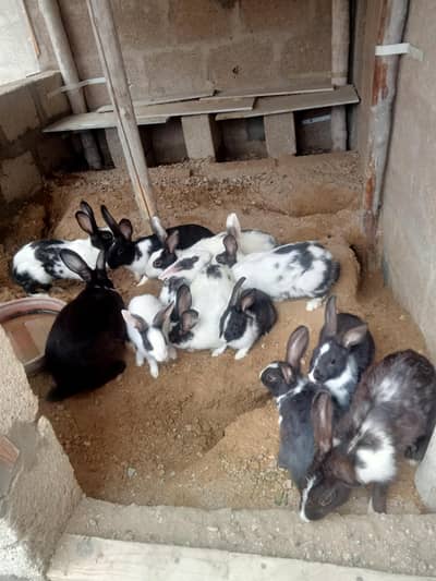 12 Rabbit 6 females 1 male 5 bunnies  8k Karachi