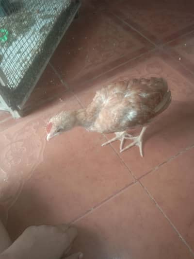 gplden misri chick femaske pooncg ha thkri