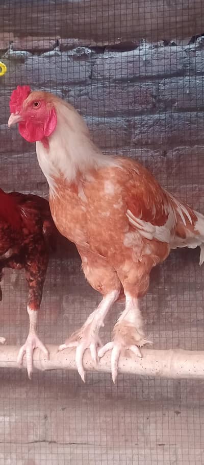 Golden Heavy Buff breeder male or chicks available