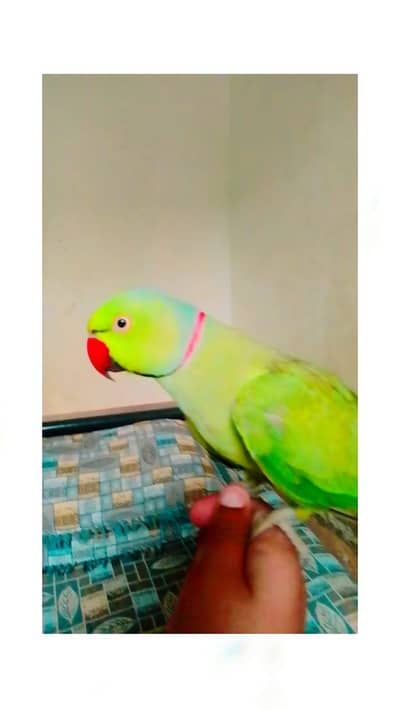 green parrot