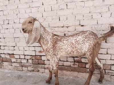 desi bakra for sale,,03274970754