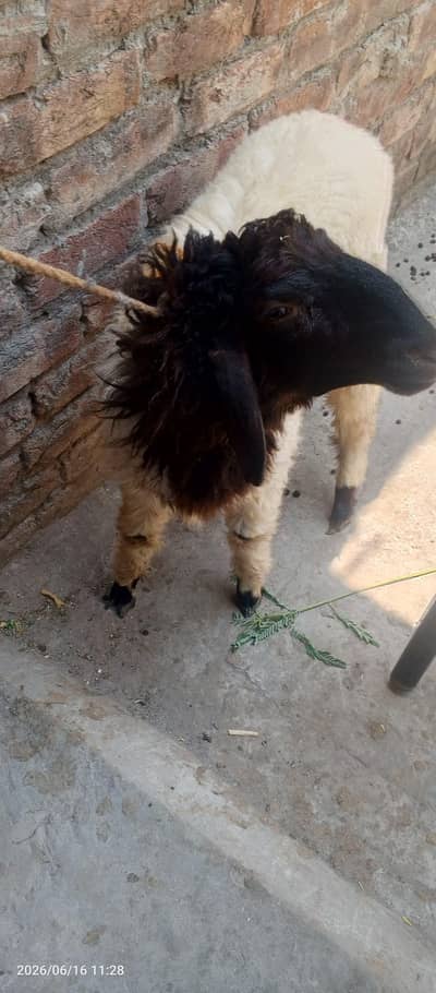 Rajanpuri × Kajli Cross Bakri with 2 Chatray for Sale