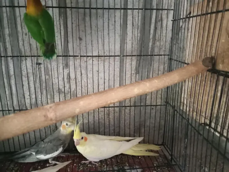 cocktail pair /common/grey/ red eyes/love birds /tame cocktaill