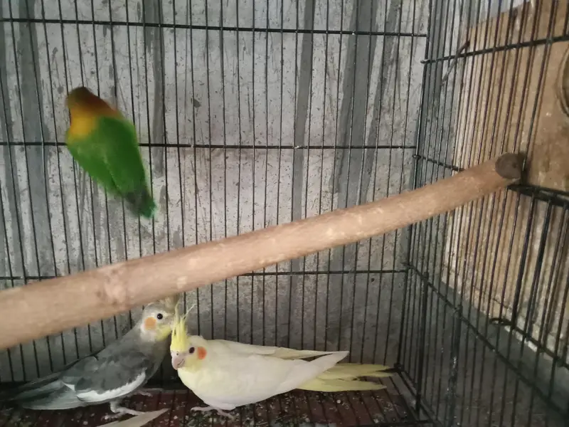 cocktail pair /common/grey/ red eyes/love birds /tame cocktaill — photo 2