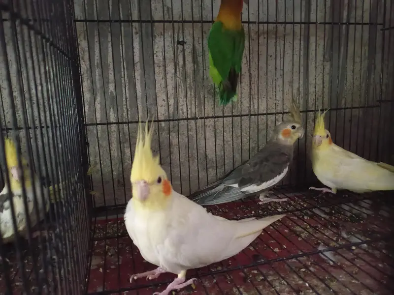 cocktail pair /common/grey/ red eyes/love birds /tame cocktaill — photo 3