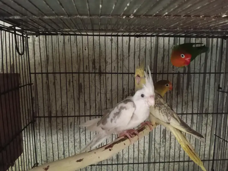 cocktail pair /common/grey/ red eyes/love birds /tame cocktaill — photo 4