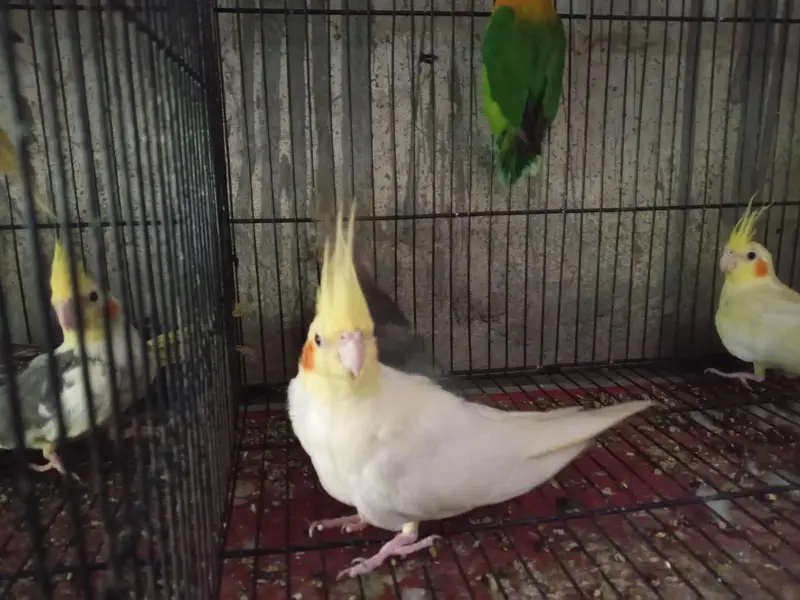 cocktail pair /common/grey/ red eyes/love birds /tame cocktaill — photo 5