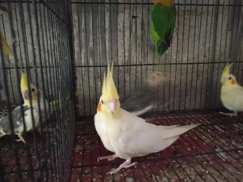 cocktail pair /common/grey/ red eyes/love birds /tame cocktaill — photo 6