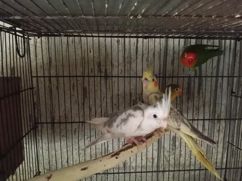 cocktail pair /common/grey/ red eyes/love birds /tame cocktaill — photo 7