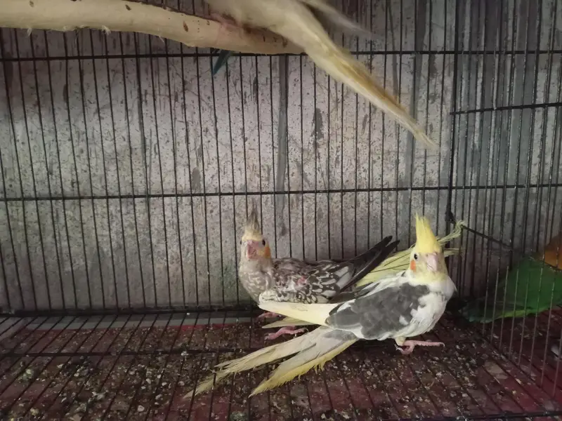 cocktail pair /common/grey/ red eyes/love birds /tame cocktaill — photo 9