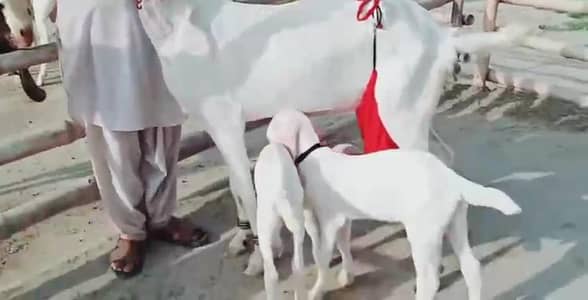 2 Bacchon ka sath Desi Bakri For Sale _ 03228068418