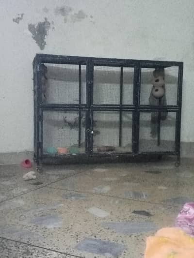 love birds with cage sale urgent