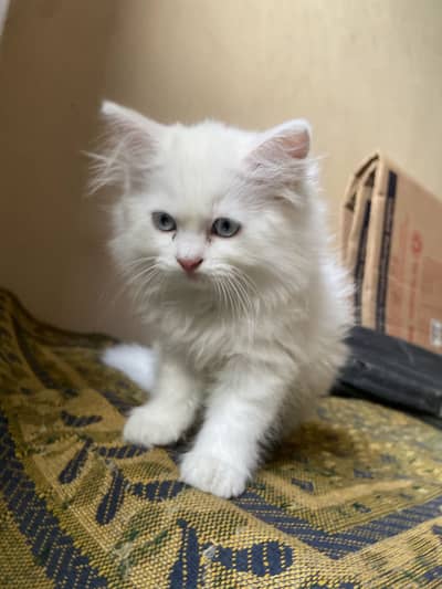 Persian baby white male