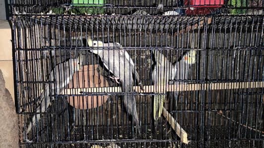 grey cocktail pair