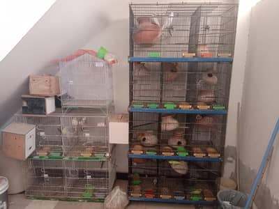 All Parrots Sale With Cage