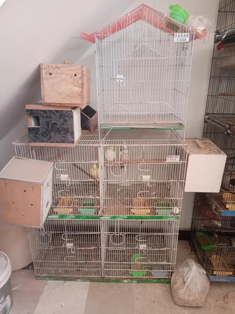 All Parrots Sale With Cage — photo 2