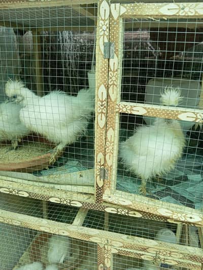 silkies 3 months set for sale
