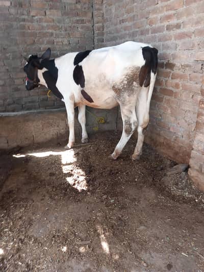 HOLSTEIN FRIESIAN BACHRI