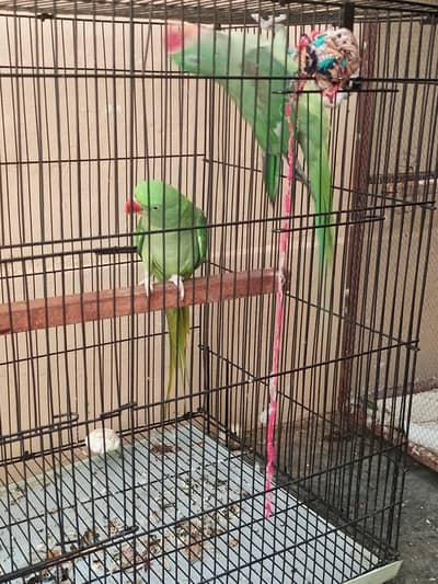 raw Parrots pair