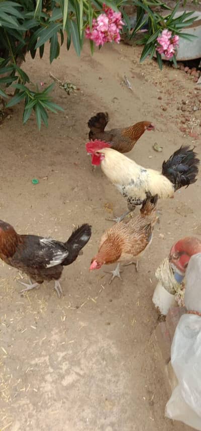 3 Hens Female A Hen Murga Male