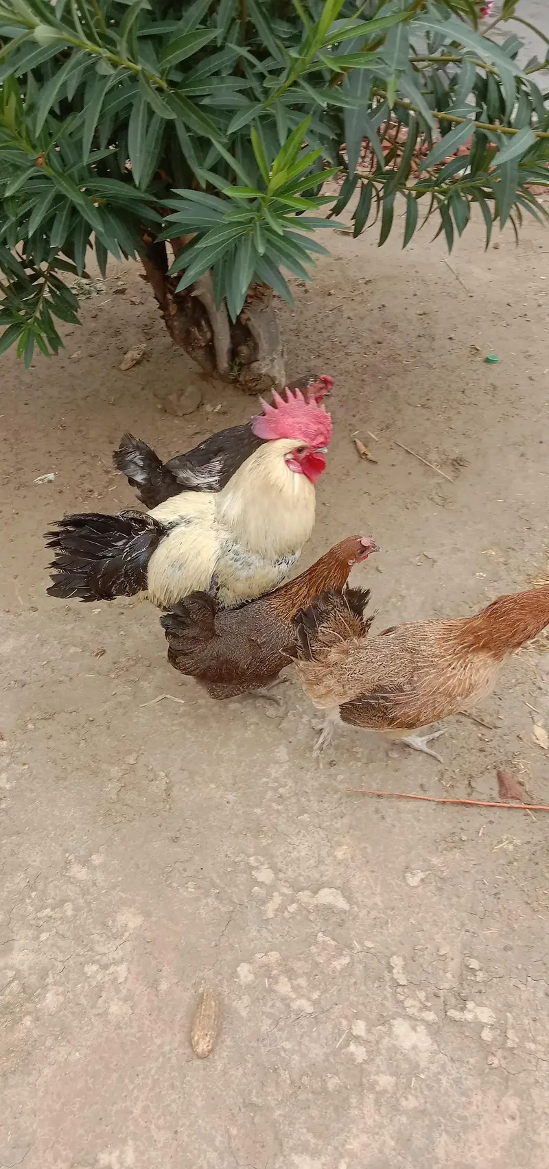 تین عدد انڈے دینے والی مرغی ایک مرغا — photo 2