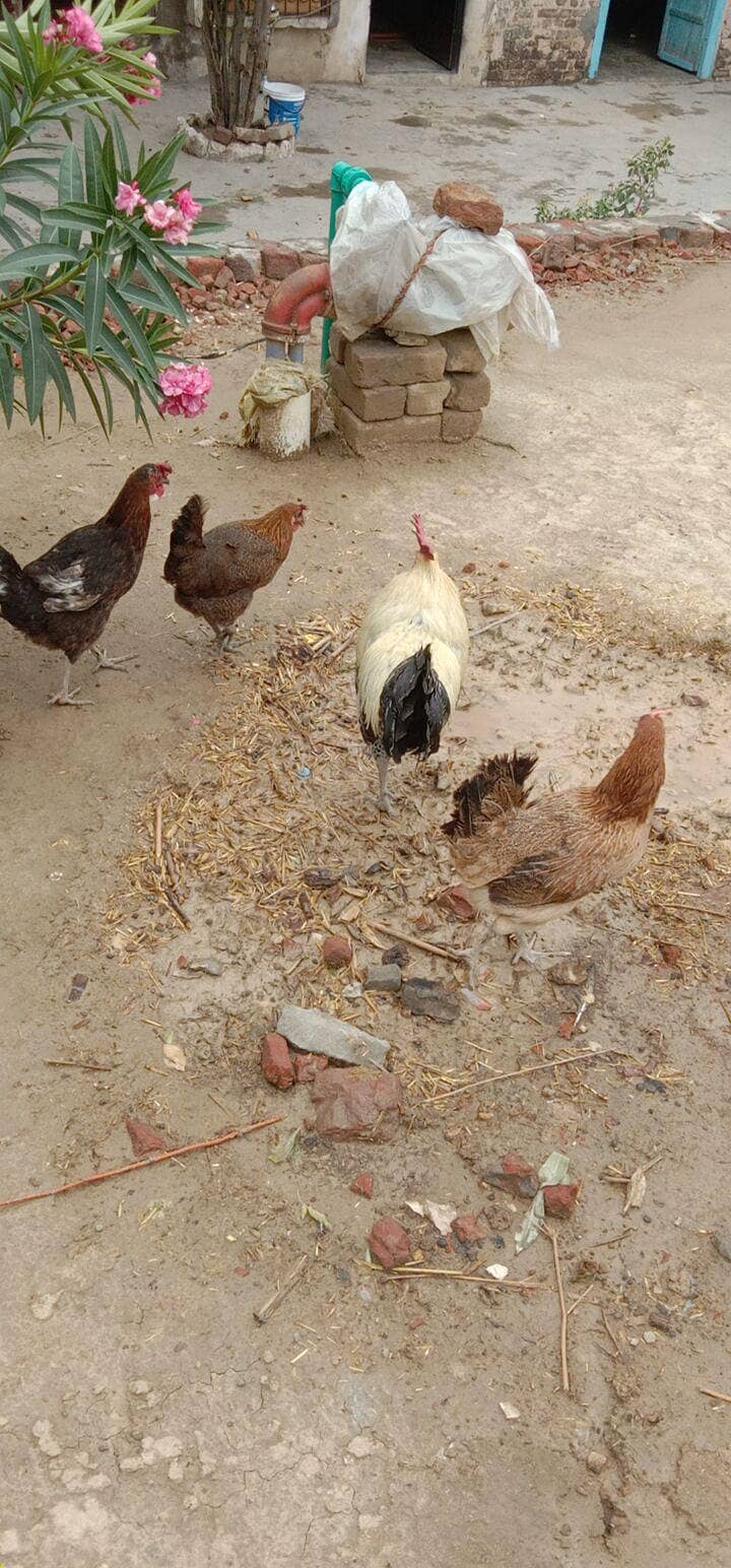 تین عدد انڈے دینے والی مرغی ایک مرغا 2