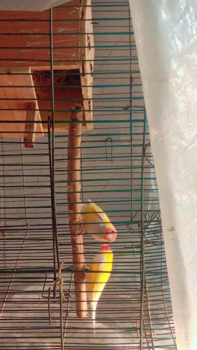yellow back goldians pair