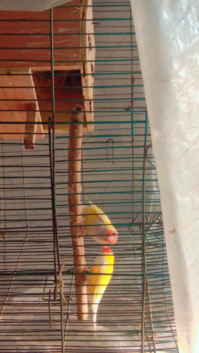 yellow back goldians pair