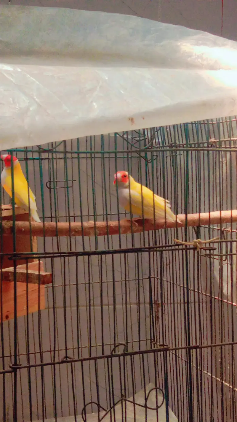 yellow back goldians pair — photo 2