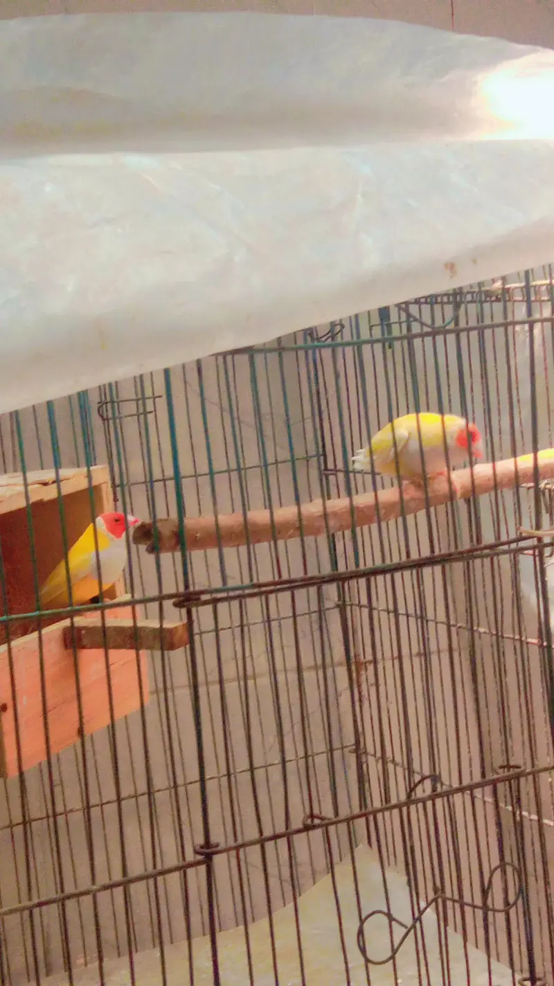 yellow back goldians pair — photo 3