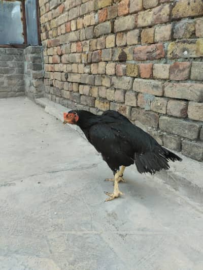 High Quality Mushkil Aseel Madi Urgent Sale