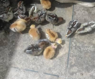 golden mesri/silver mesri chicks and furtile eggs available