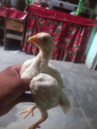 heera aseel chiks